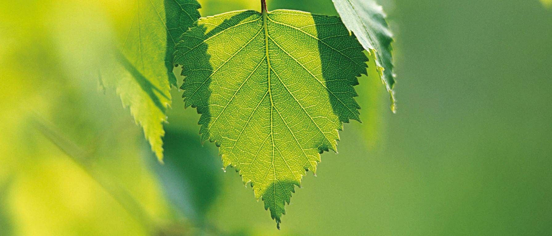 lepota birch