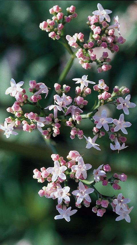 Stoletnica, Centaurium minor