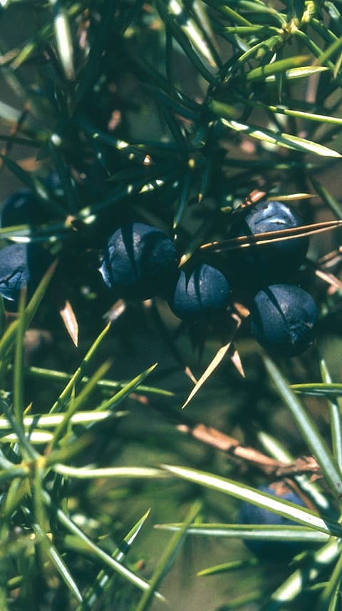 Brin, Juniperus