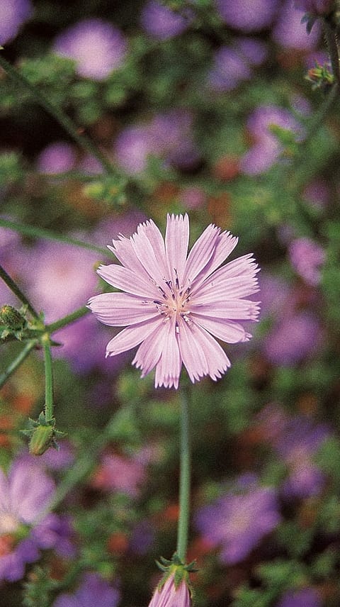 Cikorija, Cichorium