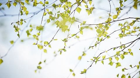 birch branches