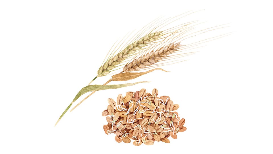 Hordeum Vulgare Sprout Extract