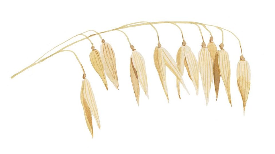 Avena Sativa (Oat) Extract