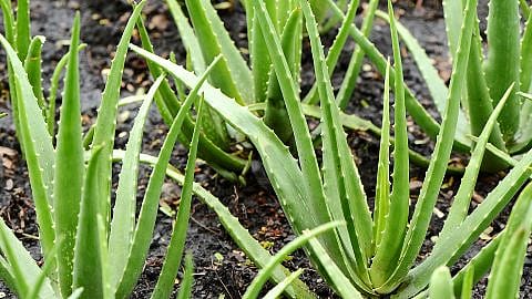 aloe vera