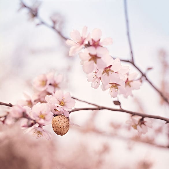 mandljeva veja s cvetovi