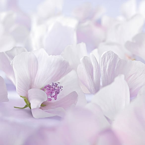 cvetovi belega sleza