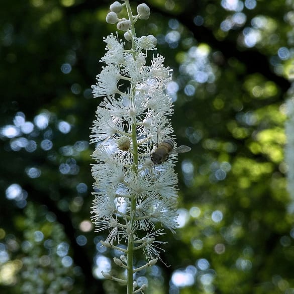 cimicifuga racemosa plant