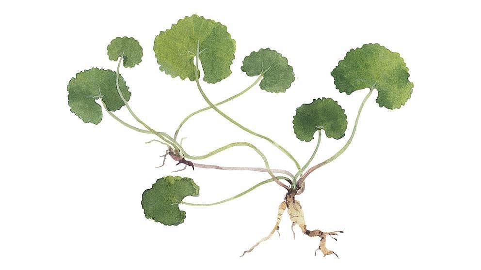Cica (Centella Asiatica)