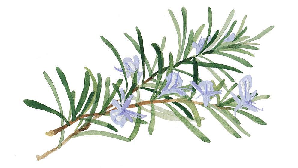Rosemary
