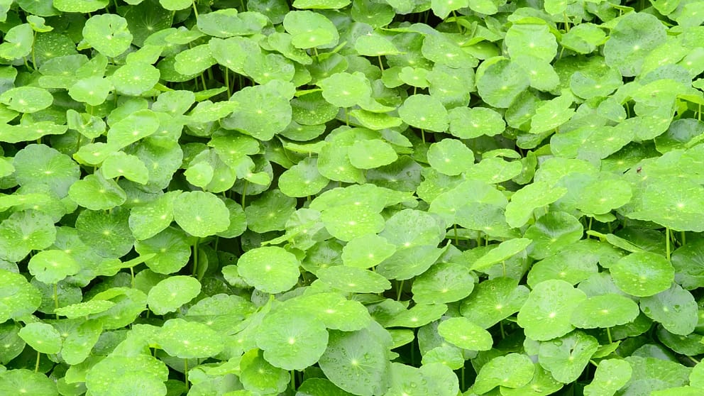 rastlina gotu kola