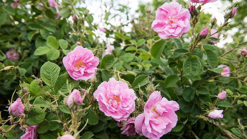 Damaščanska vrtnica