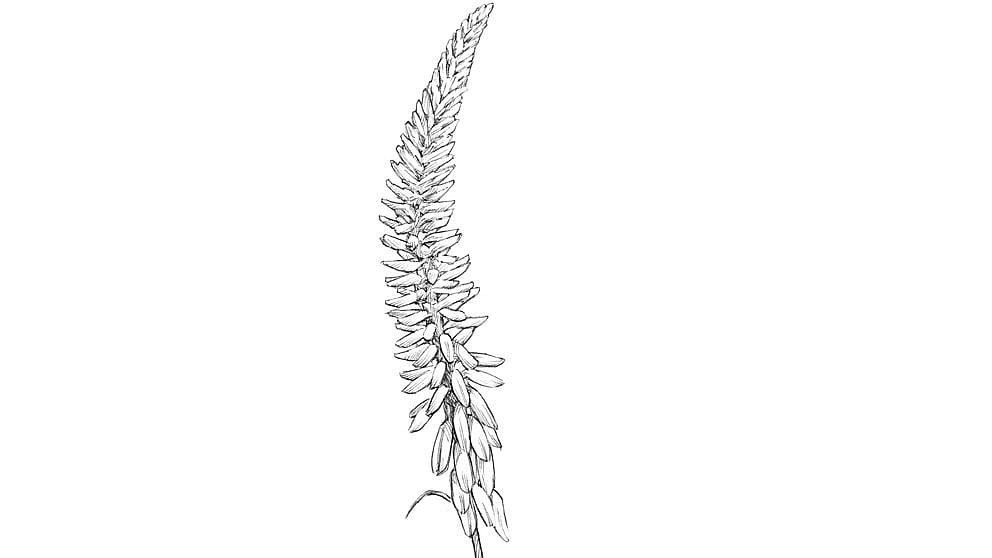 rastlina