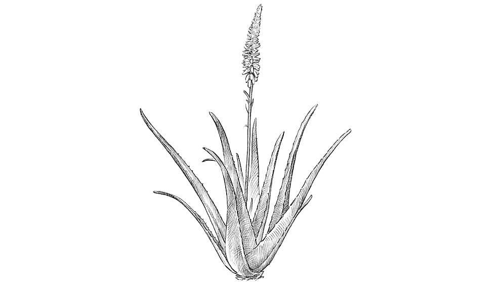 rastlina