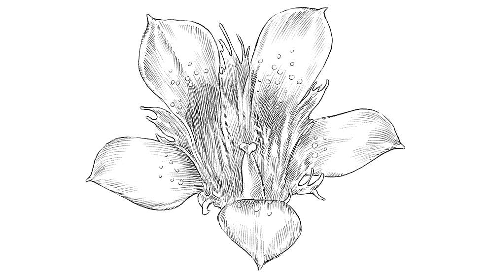 illustration blue gentian blossom